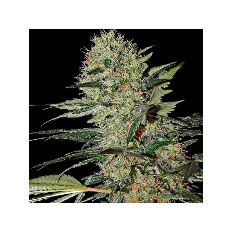 Exodus Cheese Autofloreciente Feminizada de Green House