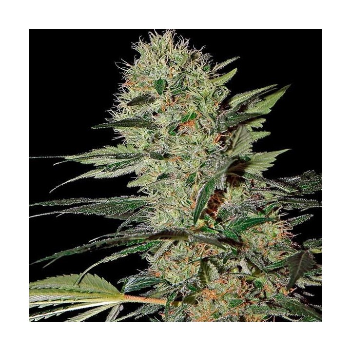 Exodus Cheese Autofloreciente Feminizada de Green House