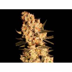 Jamaican Dream Feminizada de Eva Seeds