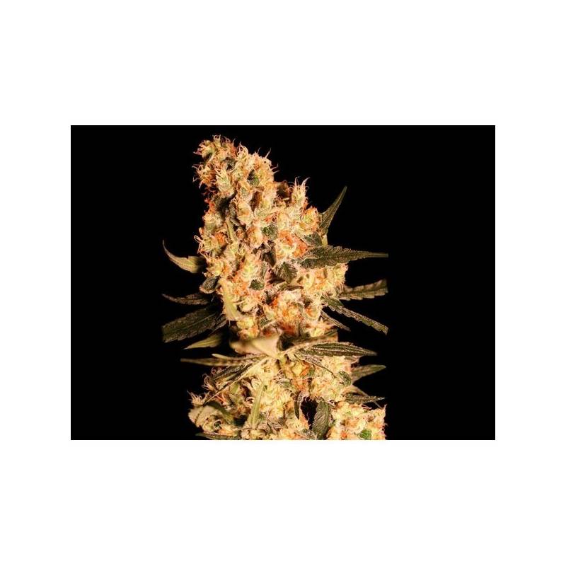 Jamaican Dream Feminizada de Eva Seeds