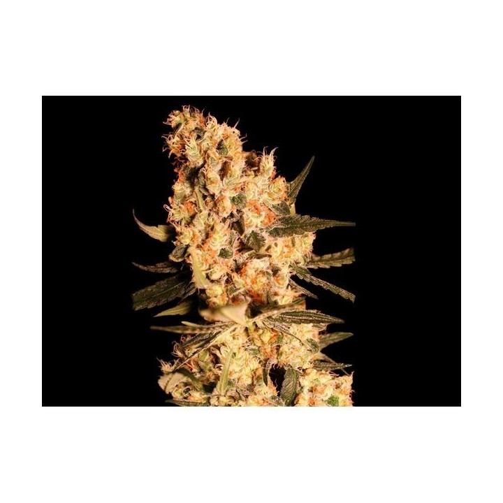 Jamaican Dream Feminizada de Eva Seeds