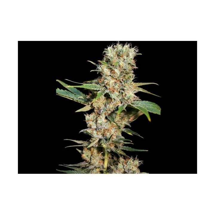 Missing Feminizada de Eva Seeds