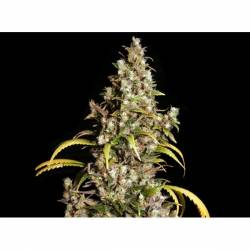 Monster Feminizada de Eva Seeds