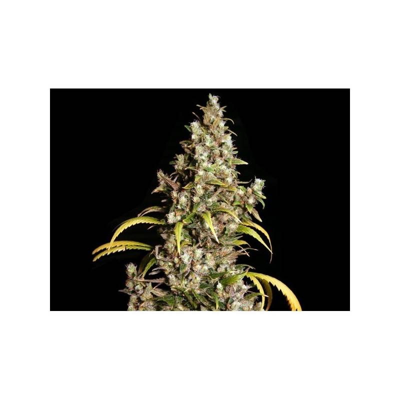 Monster Feminizada de Eva Seeds