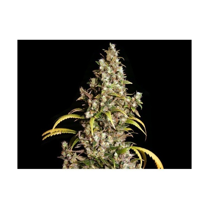 Monster Feminizada de Eva Seeds