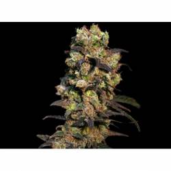 Pink Plant Feminizada de Eva Seeds