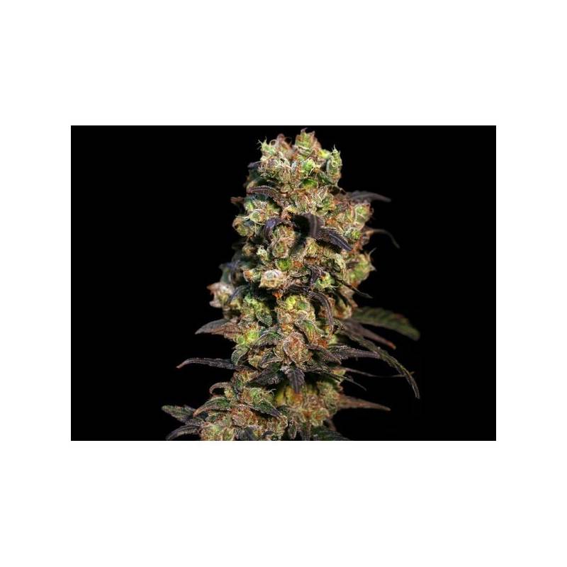 Pink Plant Feminizada de Eva Seeds