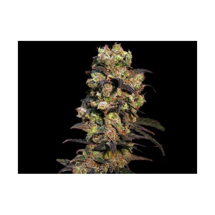 Pink Plant Feminizada de Eva Seeds