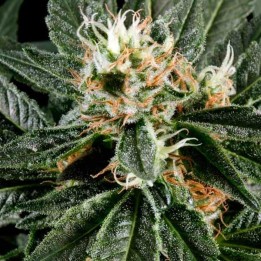 Great White Shark Feminizada de Green House