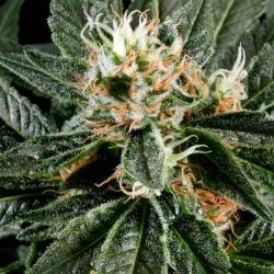 Great White Shark Feminizada de Green House