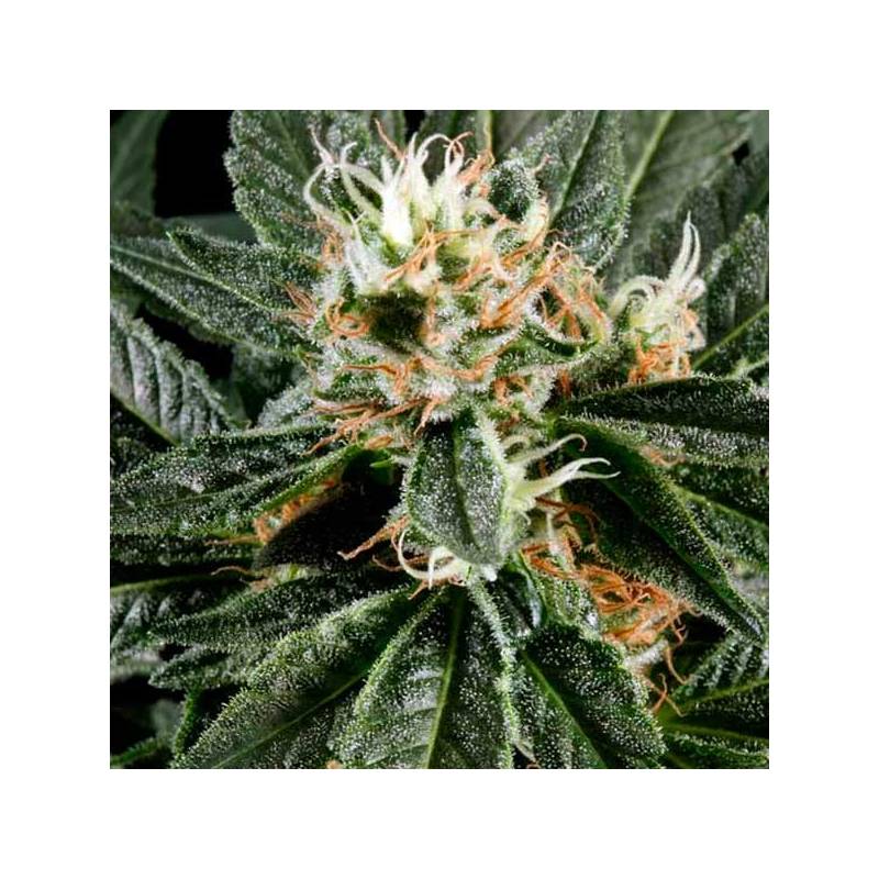 Great White Shark Feminizada de Green House