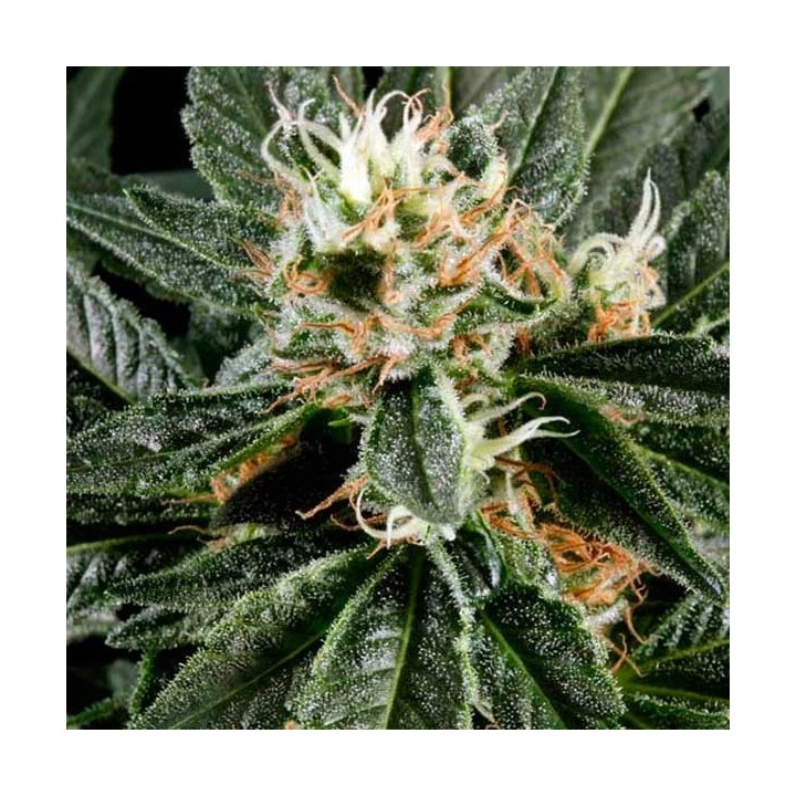 Great White Shark Feminizada de Green House