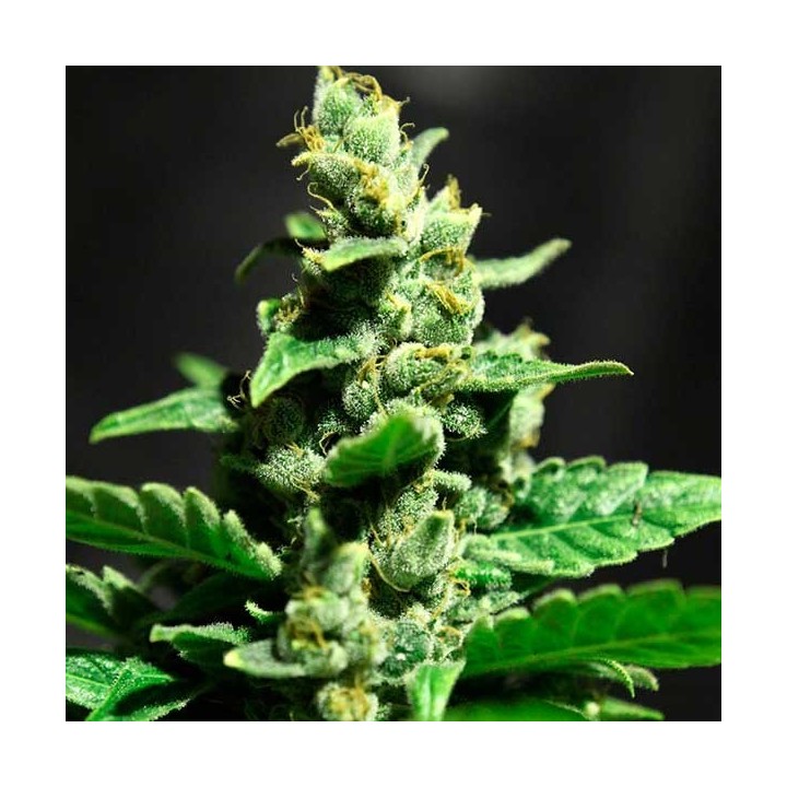 Green-o-Matic Feminizada de Green House
