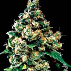 Jack Herer Feminizada de Green House