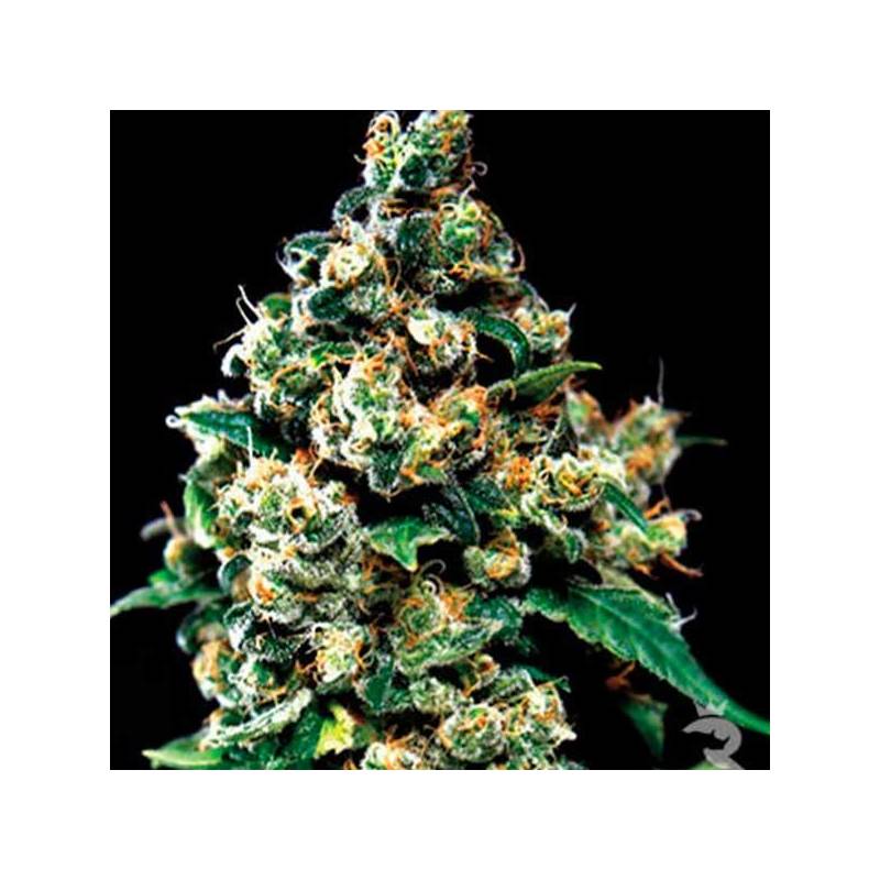 Jack Herer Feminizada de Green House