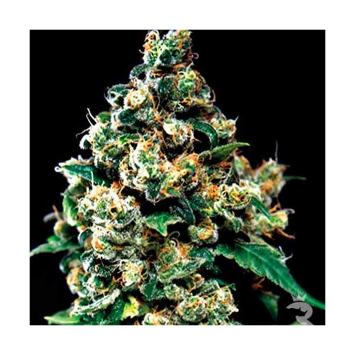 Jack Herer Feminizada de Green House