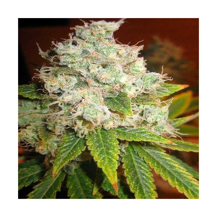 K-Train Feminizada de Green House