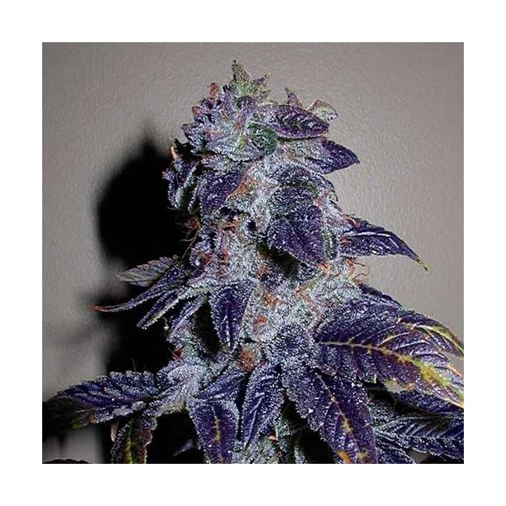 Kaia Kush Feminizada de Green House