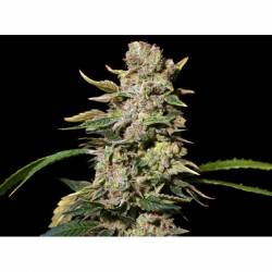 TNT Kush Feminizada de Eva Seeds