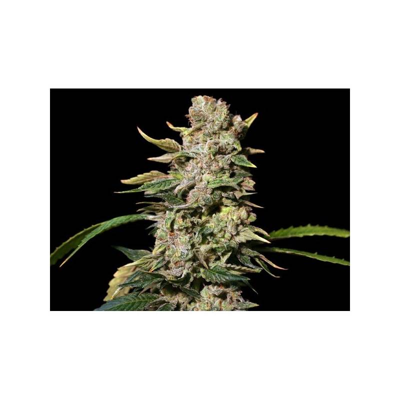 TNT Kush Feminizada de Eva Seeds