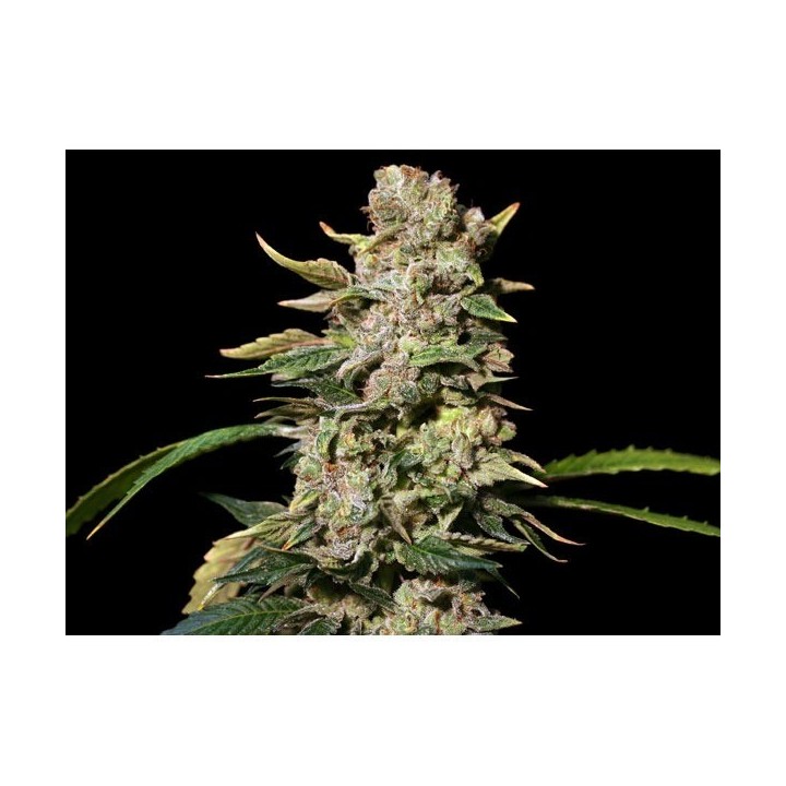 TNT Kush Feminizada de Eva Seeds