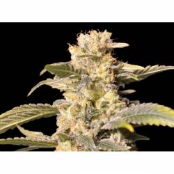 TNT Kush CBD Feminizada de Eva Seeds