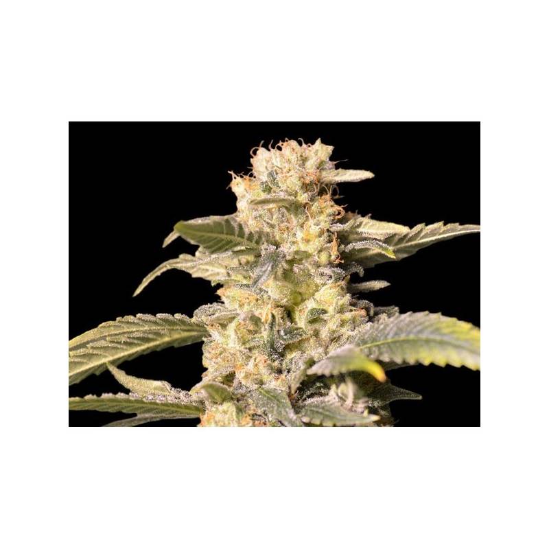 TNT Kush CBD Feminizada de Eva Seeds