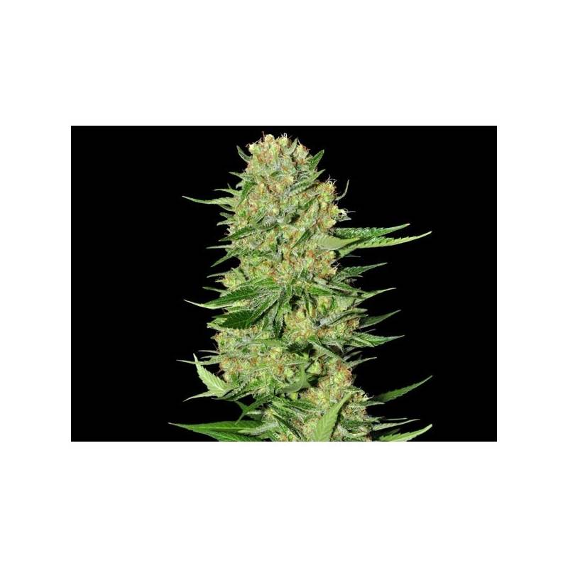 Veneno Feminizada de Eva Seeds