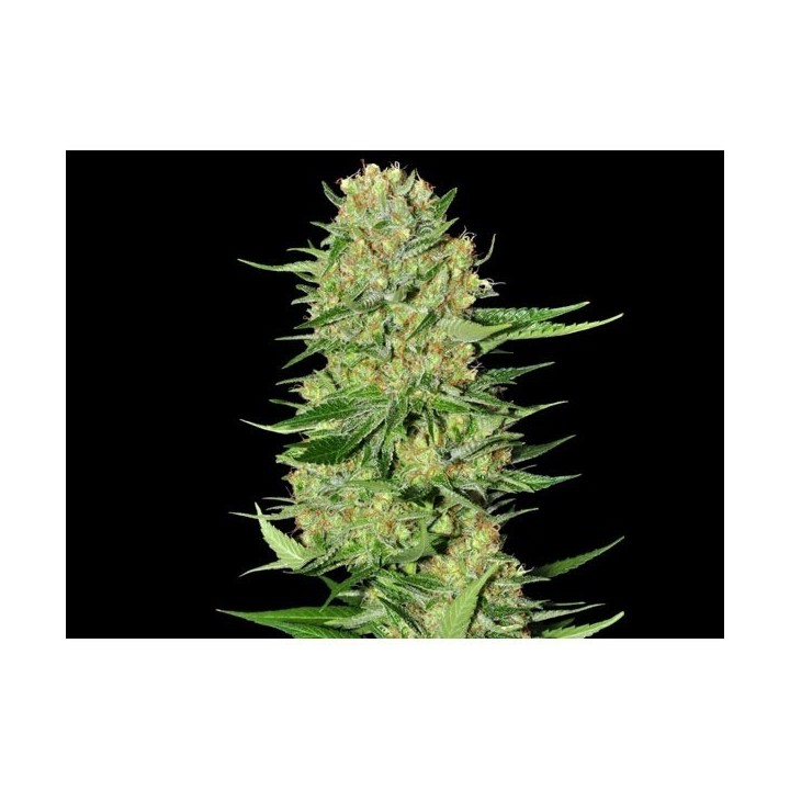 Veneno Feminizada de Eva Seeds