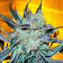 Kings Kush Feminizada de Green House