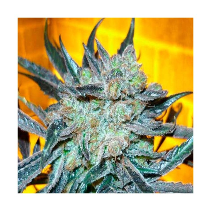 Kings Kush Feminizada de Green House