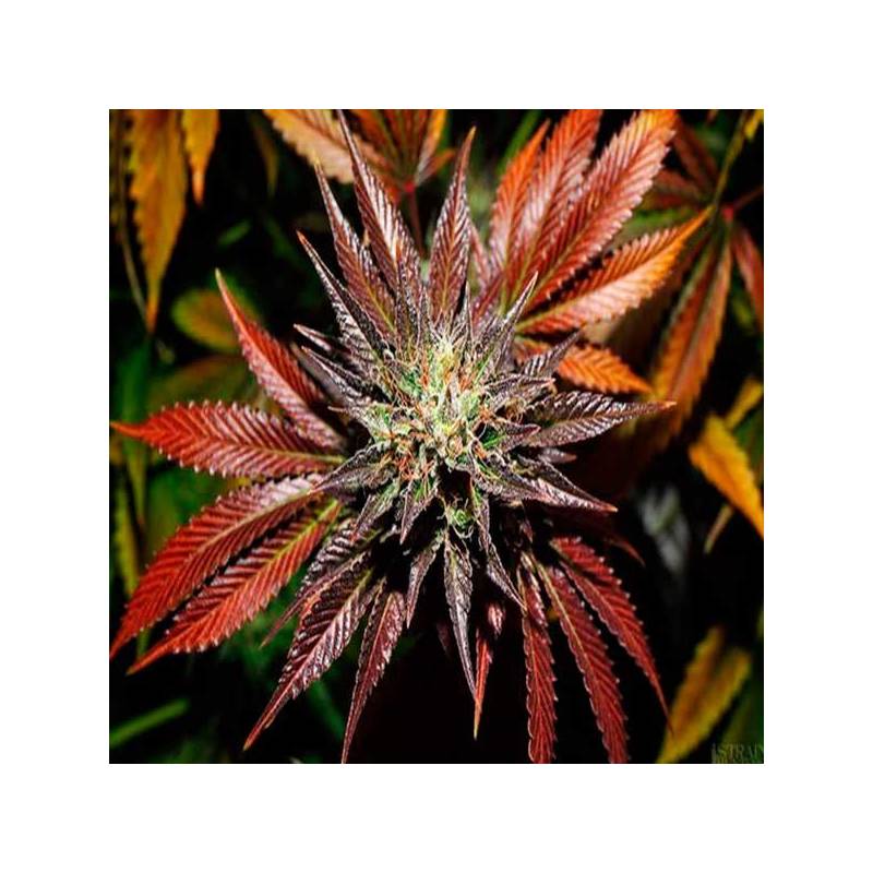 Kings Kush Autofloreciente Feminizada de Green House