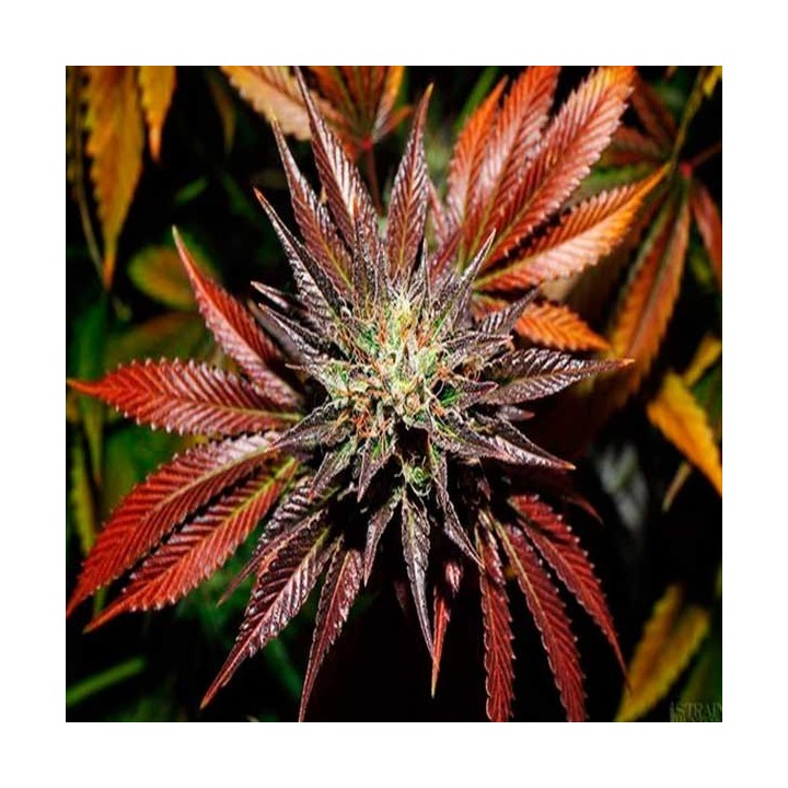 Kings Kush Autofloreciente Feminizada de Green House