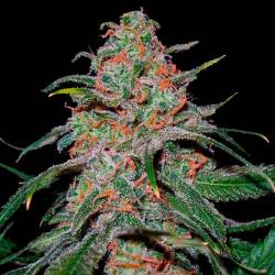 Lemon Skunk Feminizada de Green House