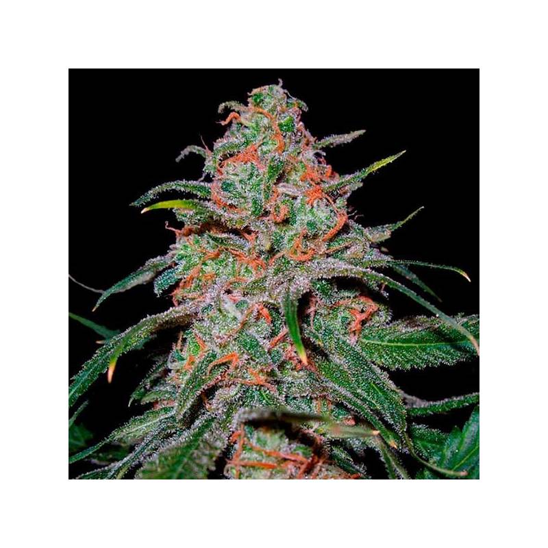 Lemon Skunk Feminizada de Green House