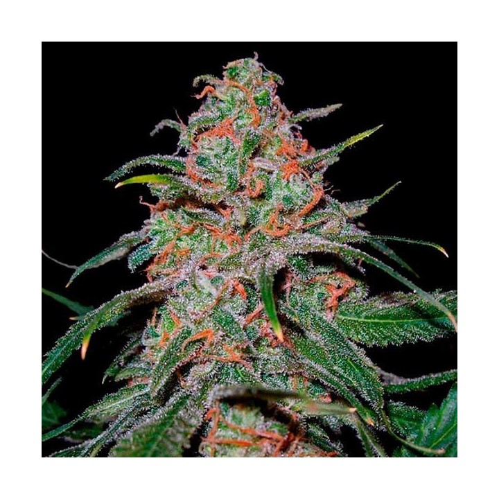 Lemon Skunk Feminizada de Green House