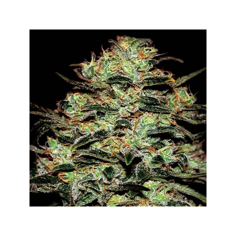 Moby Dick Feminizada de Green House