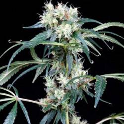 NL5 Haze Mist Feminizada de Green House