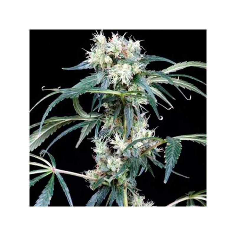 NL5 Haze Mist Feminizada de Green House