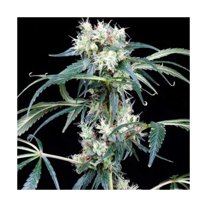 NL5 Haze Mist Feminizada de Green House