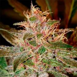 Pure Kush Feminizada de Green House