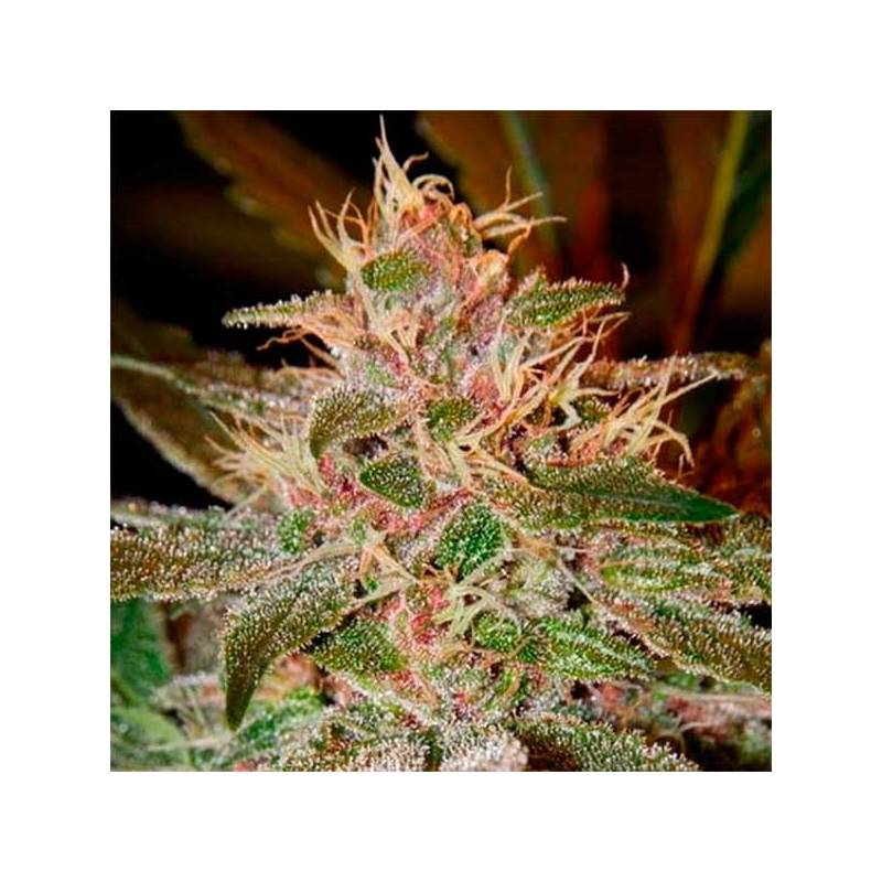 Pure Kush Feminizada de Green House