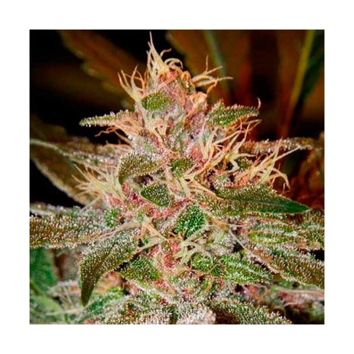 Pure Kush Feminizada de Green House