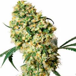 Super Bud Feminizada de Green House