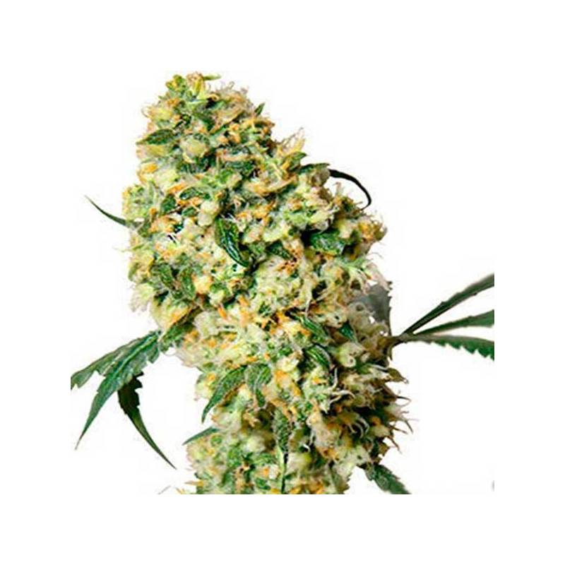 Super Bud Feminizada de Green House