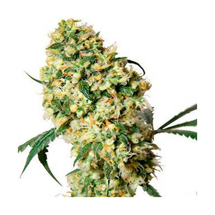 Super Bud Feminizada de Green House