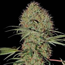 Super Bud Autofloreciente Feminizada de Green House