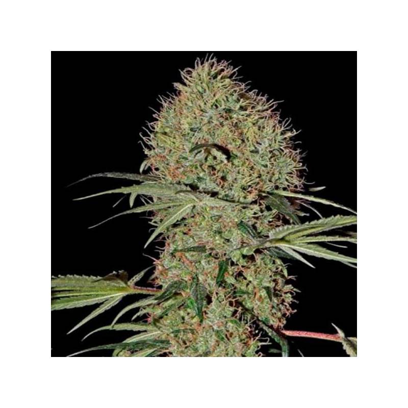 Super Bud Autofloreciente Feminizada de Green House Super Bud Autofloreciente Feminizada de Green House