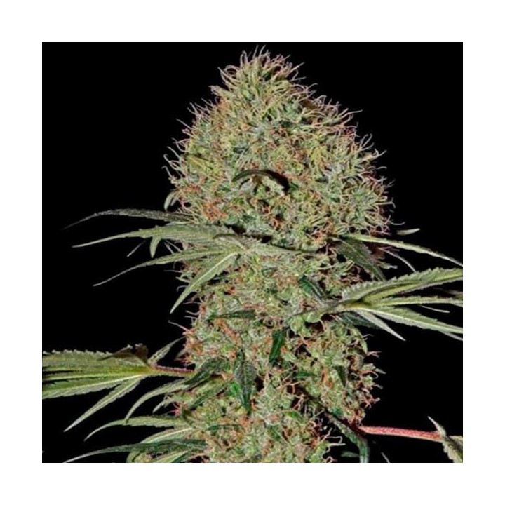 Super Bud Autofloreciente Feminizada de Green House