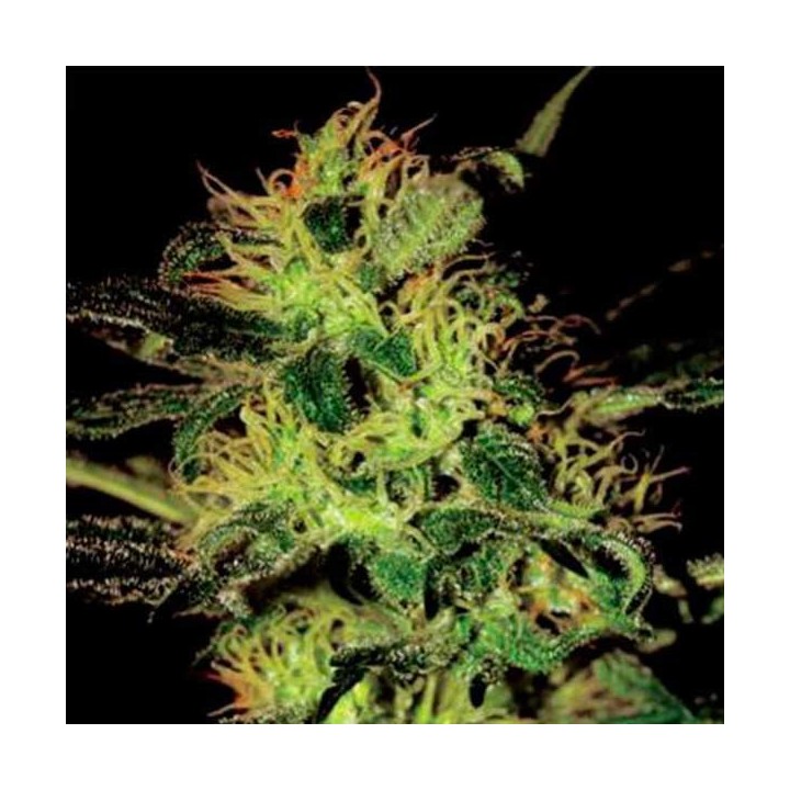 Super Critical Feminizada de Green House